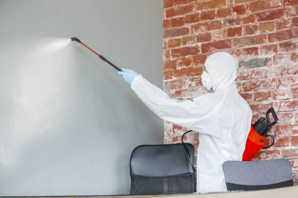 Reliable Red Rock, AZ Mold Removal Solutions