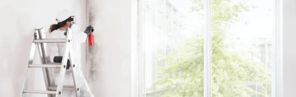 Best Black Mold Removal  in Red Rock, AZ